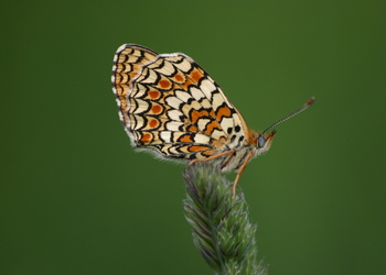 Flockenblumen-Scheckenfalter (Melitaea phoebe) - © Emanuel Trummer
